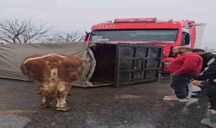 Tır, hayvan taşıyan kamyona çarptı