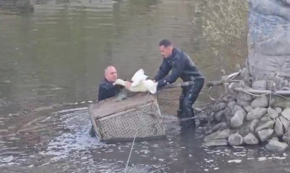 Tokatta nehirde mahsur kalan ördeği Amasyalı itfaiyeciler kurtardı