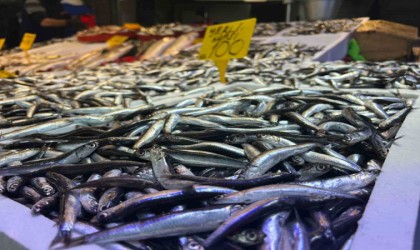 Trabzonlu balıkçılardan hamsi için Tuzlama önerisi
