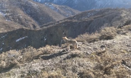 Tunceli Munzur Vadisinde yiyecek arayan kurt dron ile görüntülendi