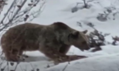 Tuncelide ayı kış uykusu öncesi karnını doyururken görüntülendi