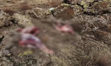 Tuncelide koruma altındaki 2 yaban keçisini avlayanlara 1 milyon 300 bin lira para cezası