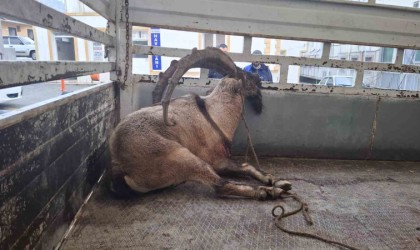 Tuncelide yaralı halde bulunan yaban keçisi tedavi altına alındı