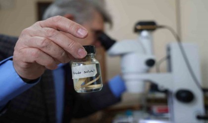 Türk tıp sülüğü Hirudo Sulukii dünya literatürüne girdi: Geçmişi 10 milyon yıl önceye dayanıyor