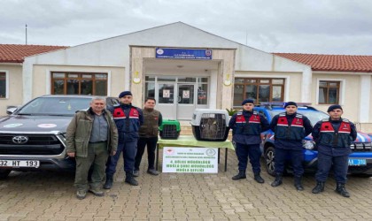 Ulada ele geçirilen maymunlar doğa korumaya teslim edildi