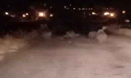 Vanda ayı sürüsü kameraya yansıdı