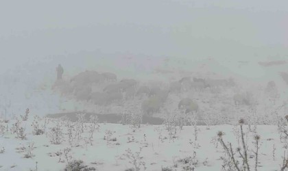 Vanda koyunlarını kar üzerinde otlatarak yemden tasarruf sağlıyorlar