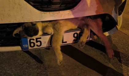 Vanda otomobilin çarptığı köpek tampona sıkıştı