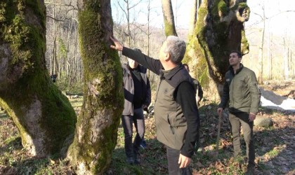 Yalovada hastalık bulaşan çınar ağaçları kuruyor