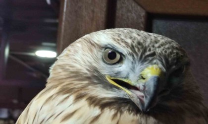 Yaralı kızıl şahin tedavi altına alındı