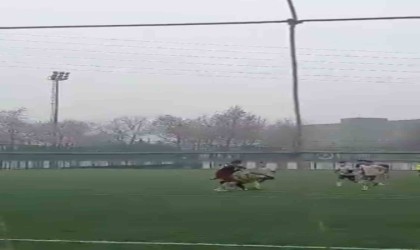 Yeşil saha yerini ringe bıraktı