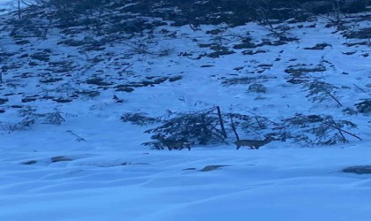 Yol kenarına inen karacalar kamerada