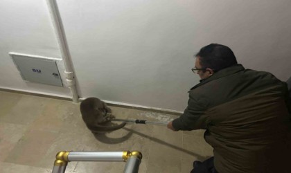 Yolunu kaybeden su samuru apartmana girdi