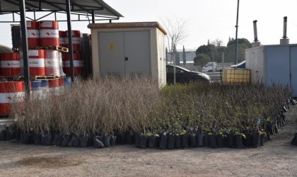 Yunusemre Belediyesi fidan dağıtacak