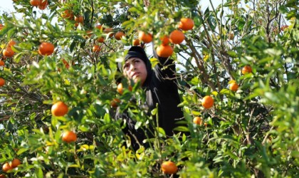 2024 ve 2025in en mutlusu mandalina ve portakal çiftçisi olabilir