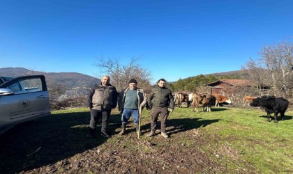 4 gündür kayıp olan büyükbaş hayvanlar dronla bulundu