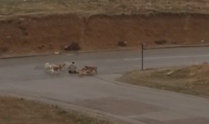 Ankarada başıboş köpekler yere yatırdıkları vatandaşı defalarca ısırdı