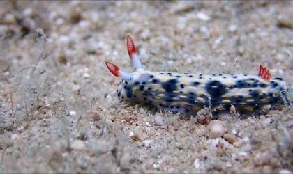 Antalya Körfezinde 15 yıl önce görülmüştü, tekrar görüntülendi