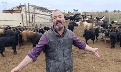 Antalyada sokak köpekleri 25 keçiyi telef etti