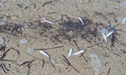 Aydında ölü balıklar yine kıyıya vurdu