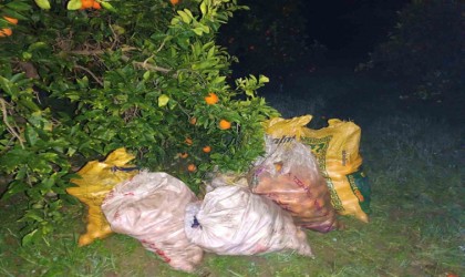 Bahçeden 350 kilo portakal çalarken yakalandı
