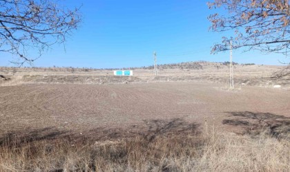 Başıboş köpekler sürüden ayrılan koyunlara saldırdı