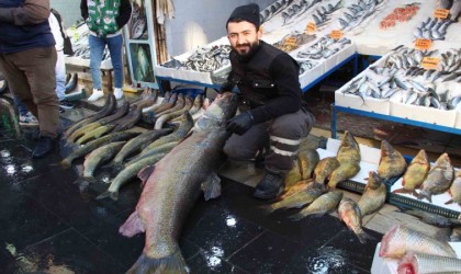 Batmanda dev turna balığı tezgahta sergilendi