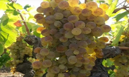 Bilecikin ‘Bedi Üzümü Lezzet Arşivi kataloğuna eklendi