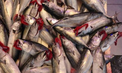 Bu sezon bol avlanmıştı ama bolluk ihracat rakamlarına yansımadı