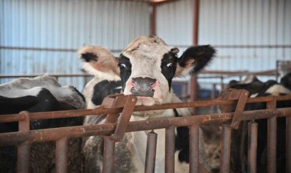 Büyükşehir ‘Tek Dam Projesi ile üreticileri birleştirecek