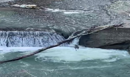 Derede ilerleyen karaca amatör kameraya yansıdı