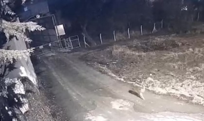 Elazığda yerleşim yerine inen kurtlar güvenlik kamerasına yansıdı