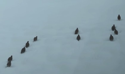 Erzincanda keklik ve tavşan avı yasaklandı