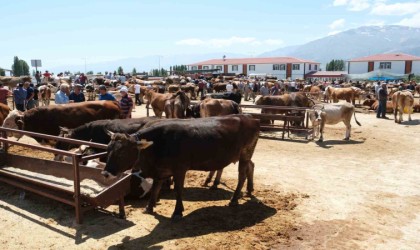 Erzincandaki hayvan pazarında şap karantinası