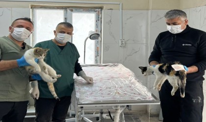 Hakkaride donma tehlikesi geçiren kediler kurtarıldı