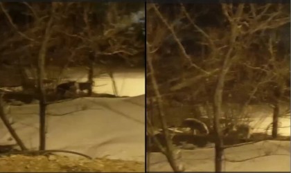 Hakkaride kurt sürüsü görüntülendi