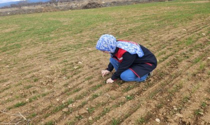 Hububat ve haşhaş ekili alanlarda arazi kontrolleri yapmaya devam ediyor