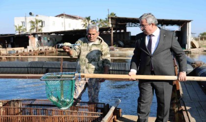 İç piyasada tüketilmeyen mavi yengece yurt dışı talebi