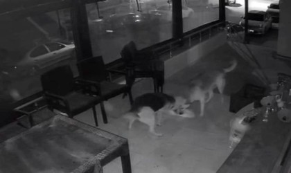 İki sokak köpeğinin, kediye saldırı anı kamerada