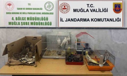 Kaçak ırk hayvan satıcılarına 77 bin 500 TL ceza