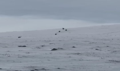 Karla kaplı arazide kurt sürüsü görüntülendi