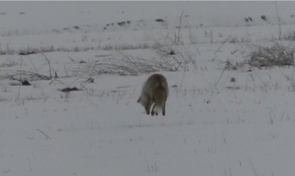 Karsta tilkiler avını kar altında böyle yakaladı