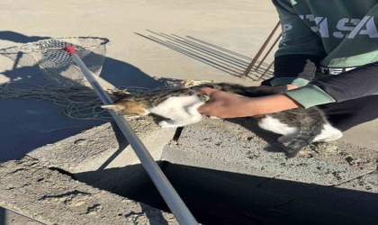 Kedinin imdadına itfaiye ekipleri yetişti