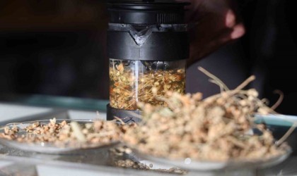 Kış aylarının doğal şifa kaynağı: Ihlamur