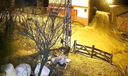 Köye inen aç kurt, köpeği yakalamaya çalıştı: O anlar kamerada