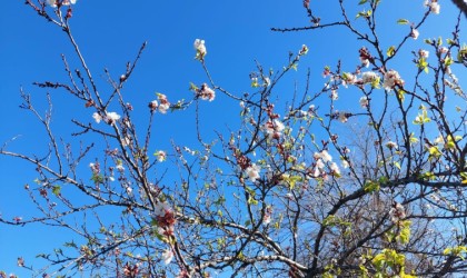 Manisada meyve ağaçları kış ortasında çiçek açtı