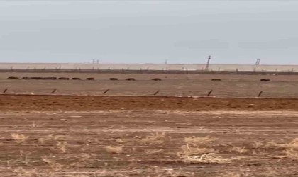 Mardinde domuz sürüsü cep telefonu kamerasına yansıdı