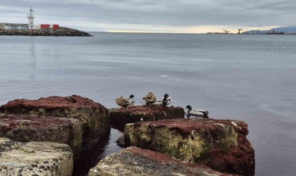 Marmara Denizinin Tekirdağ kıyılarında lodos sonrası kızıl yosun istilası