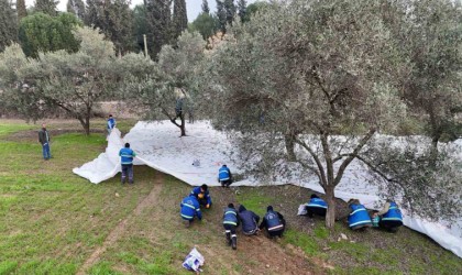 Nazilli Belediyesinden zeytin hasadı