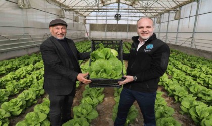 Niğde Ömer Halisdemir Üniversitesinde marul hasadı yapıldı